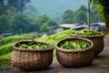 Scenic ceylon tea in wicker baskets on lush green plantation, creating a picturesque view Royalty Free Stock Photo