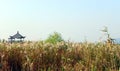 Scenic China wetland marshes nature park