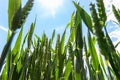 Scenic close up bottom pov view of beautiful green hill field meadow with growing young wheat sprouts against blue sky Royalty Free Stock Photo