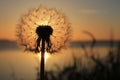 Scenic close-up of a dandelion illuminated by the warm glow of the sunset Royalty Free Stock Photo