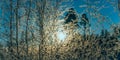 Scenic close up panorama of warm golden Sun shining through thin young birch branches covered by hoarfrost Royalty Free Stock Photo