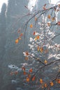 Scenic close-up view of branches with red-yellow leaves covered by morning frost Royalty Free Stock Photo