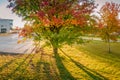 Scenic close up view on rising Sun behind autumn colored rowan tree, empty parking lot close to typical office building, early Royalty Free Stock Photo