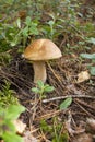 Scenic closeup view of gowing big tasty edible cep mushroom in wild green grass forest. Brown natural porcini boletus Royalty Free Stock Photo