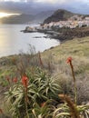 Scenic coastline with flowering aloe