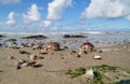 a scenic coastline with Tiger Cowrie seashells Royalty Free Stock Photo