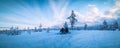 Scenic cold snowy young pine tree forest under winter skies, snowmobile Winter landscape In Northern Sweden, Vasterbotten, Umea