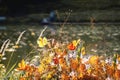 Scenic colorful autumn foliage in wild. Yellow, red and orange fallen leaves in the dry grass in sunny day Royalty Free Stock Photo