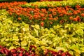 Scenic Colourful Flowerbeds and a Winding Grass Lawn Pathway in an Attractive English Formal Garden Royalty Free Stock Photo