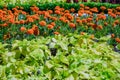 Scenic Colourful Flowerbeds and a Winding Grass Lawn Pathway in an Attractive English Formal Garden Royalty Free Stock Photo