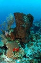 Scenic coral reef in blue sea