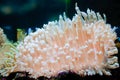 Scenic coral reef under water