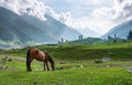 Scenic countryside landscape, horse grazing grass in meadow in the morning