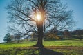 Scenic Countryside Landscape with Old Tree