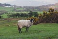 Scenic countryside landscape at a sheep farm in Lake District of Englan