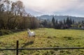 Scenic countryside natural landscape view with beautiful one white horse grazing on green grassland pasture against Royalty Free Stock Photo