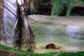 Scenic cove on a beach with coconut leaves dangling