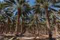 Scenic date palm grove near Salton Sea, California Royalty Free Stock Photo