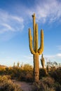 Scenic desert landscape with Saguaro cactus in Arizona Royalty Free Stock Photo