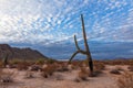 Scenic desert landscape with Saguaro Cactus Royalty Free Stock Photo