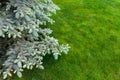 Scenic detail close-up view of fresh green fir tree branch with new sprout at home mowed lawn yard graden on bright Royalty Free Stock Photo