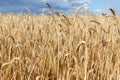 Scenic dramatic landscape of ripe golden organic wheat stalk field against dark stormy rainy overcast cloudy sky. Cereal Royalty Free Stock Photo