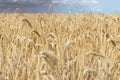Scenic dramatic landscape of ripe golden organic wheat stalk field against dark stormy rainy overcast cloudy sky. Cereal Royalty Free Stock Photo