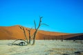 Scenic dried trees Royalty Free Stock Photo