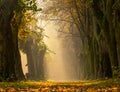 Scenic early morning on golden autumn alley