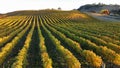 Vineyard in Havelock North