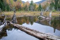 Scenic fall landscape featuring a group of dead trees surrounded by a wooded area. Royalty Free Stock Photo