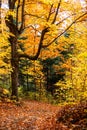 Scenic fall pathway in the province of Quebec