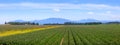 Scenic farm landscape in Skagit valley Washington