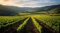 Scenic field with expansive rolling vineyards Royalty Free Stock Photo