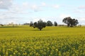 Scenic field of Golden canola flowers, crop farming, agriculture Royalty Free Stock Photo