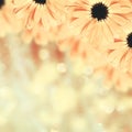 Scenic floral border blurred background, flowers Royalty Free Stock Photo