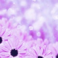 Scenic floral border blurred background, flowers Royalty Free Stock Photo