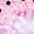Scenic floral border blurred background, flowers Royalty Free Stock Photo
