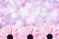 Scenic floral border blurred background, flowers Royalty Free Stock Photo