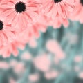 Scenic floral border blurred background, flowers Royalty Free Stock Photo