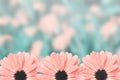 Scenic floral border blurred background, flowers Royalty Free Stock Photo