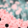 Scenic floral border blurred background, flowers Royalty Free Stock Photo