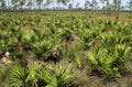 Scenic Florida Landscape Royalty Free Stock Photo