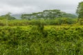 Scenic foggy landscape near Keahua Arboretum on Kauai Island