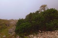Scenic foggy landscape of Vrsic Pass. Small stones and little pine trees and bushes. Concept of landscape and nature. Vrsic Pass