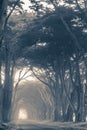 Scenic Foggy Trees Alley Royalty Free Stock Photo