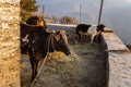 Badri Cow & Calf in Pauri Garhwal, Uttarakhand, India