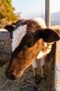 Badri Cow & Calf in Pauri Garhwal, Uttarakhand, India