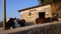 Scenic Footage: Badri Cow & Calf in Pauri Garhwal, Uttarakhand, India