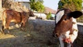 Badri Cow & Calf in Pauri Garhwal, Uttarakhand, India